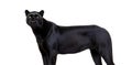 Black panther isolated on white background,  Big cat Royalty Free Stock Photo