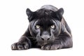 black panther isolated on a white background