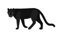 Black panther isolated on white background. Stunning wild exotic carnivorous animal. Graceful large wild cat or felid Royalty Free Stock Photo