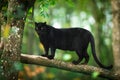 Black panther in the jungle Royalty Free Stock Photo