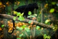 Black panther in the jungle Royalty Free Stock Photo