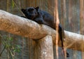 Black panther laying down on a log looking at camera Royalty Free Stock Photo