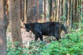 A black panther is the melanistic color variant of any big cat s Royalty Free Stock Photo