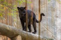 A black panther is the melanistic color variant of big cat