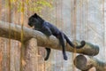 A black panther is the melanistic color variant of big cat Royalty Free Stock Photo