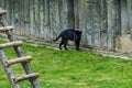 A black panther is the melanistic color variant of any big cat species. Black panthers in Asia and Africa are leopards Panthera Royalty Free Stock Photo