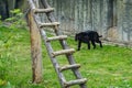 A black panther is the melanistic color variant of any big cat species. Black panthers in Asia and Africa are leopards Panthera Royalty Free Stock Photo