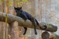 A black panther is the melanistic color variant of big cat Royalty Free Stock Photo