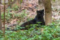 A black panther is the melanistic color variant of big cat Royalty Free Stock Photo