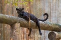 A black panther is the melanistic color variant of big cat Royalty Free Stock Photo