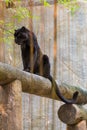 A black panther is the melanistic color variant of big cat Royalty Free Stock Photo