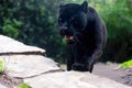 Black Panther approaching
