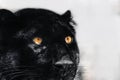 Black panther with nice fur portrait close view Royalty Free Stock Photo