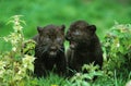 Black Panther, panthera pardus, Cub standing in Long Grass Royalty Free Stock Photo