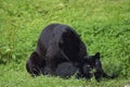 BLACK PANTHER panthera pardus, PAIR MATING