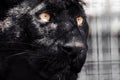 Black panther peaceful portrait close-up view Royalty Free Stock Photo