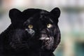 Black panther peaceful portrait close-up view Royalty Free Stock Photo