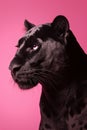 Black panther on a pink background. AI Generated