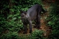 Black panther in nature. Royalty Free Stock Photo