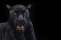 Black panther shot close up black background Royalty Free Stock Photo