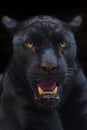 Black panther shot close up