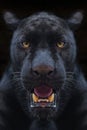 Black panther shot close up Royalty Free Stock Photo