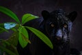 Black panther shot close up black background Royalty Free Stock Photo