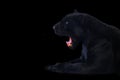 Black panther shot close up black background Royalty Free Stock Photo