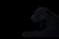 Black panther shot close up black background Royalty Free Stock Photo