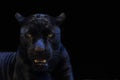 Black panther shot closeup with black background Royalty Free Stock Photo