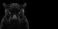 Black panther shot close up Royalty Free Stock Photo