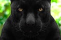 Black panther shot close up Royalty Free Stock Photo