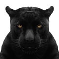 Black panther shot close up Royalty Free Stock Photo