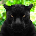 Black panther shot close up with green background Royalty Free Stock Photo