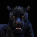 Black panther shot closeup with black background