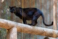 Black panther standing on a log looking into distance Royalty Free Stock Photo