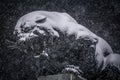 Black panther statue seen through falling snow flakes Royalty Free Stock Photo