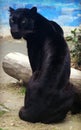 Black panther, a variant of the leopard