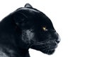 Black panther on a white background Royalty Free Stock Photo