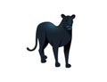 Black panther wild big cat african jungle hunter cartoon animal design vector illustration on white background Royalty Free Stock Photo