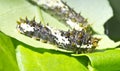 Black Papilio Demoleus Caterpillar Royalty Free Stock Photo