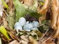 Baby bird has just hatched from an egg in the nest Royalty Free Stock Photo