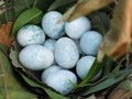 Black parrot eggs in a nest in a guanabana tree. Royalty Free Stock Photo