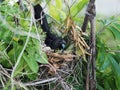 Parrot in a nest hatches eggs on a guanabana tree