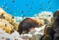 black parrotfish over corals with whitetail dascyllus fishes in the background Royalty Free Stock Photo