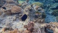 Black parrotfish or swarthy parrotfish, dusky parrotfish Scarus niger undersea, Red Sea, Egypt, Sharm El Sheikh, Nabq Bay Royalty Free Stock Photo