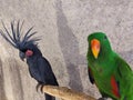 black parrots and jihau parrots on wooden stalks. Both of these animals are tame pets