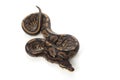 Black pastel ball python