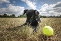 Black Patterdale Cross Border Terrier staring at his tennis ball