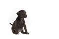 Black Patterdale terrier puppy